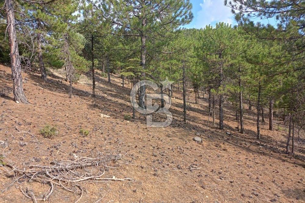 Acil Satılık Tarla Burdur Gökçebağ köyü 