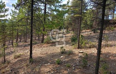 Acil Satılık Tarla Burdur Gökçebağ köyü 