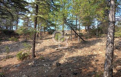 Acil Satılık Tarla Burdur Gökçebağ köyü 