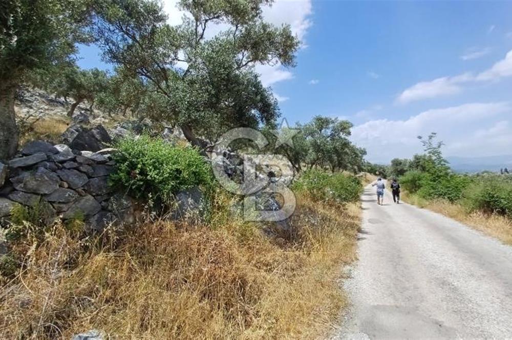 Satılık Ana Yola Cepheli Zeytinlik