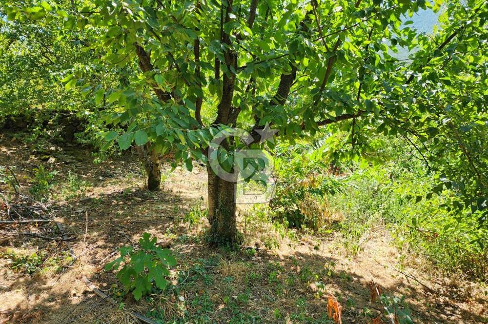 Bayındır Alankıyı Köyünde Meyve Ağaçlı Keyifli Satılık Bahçe