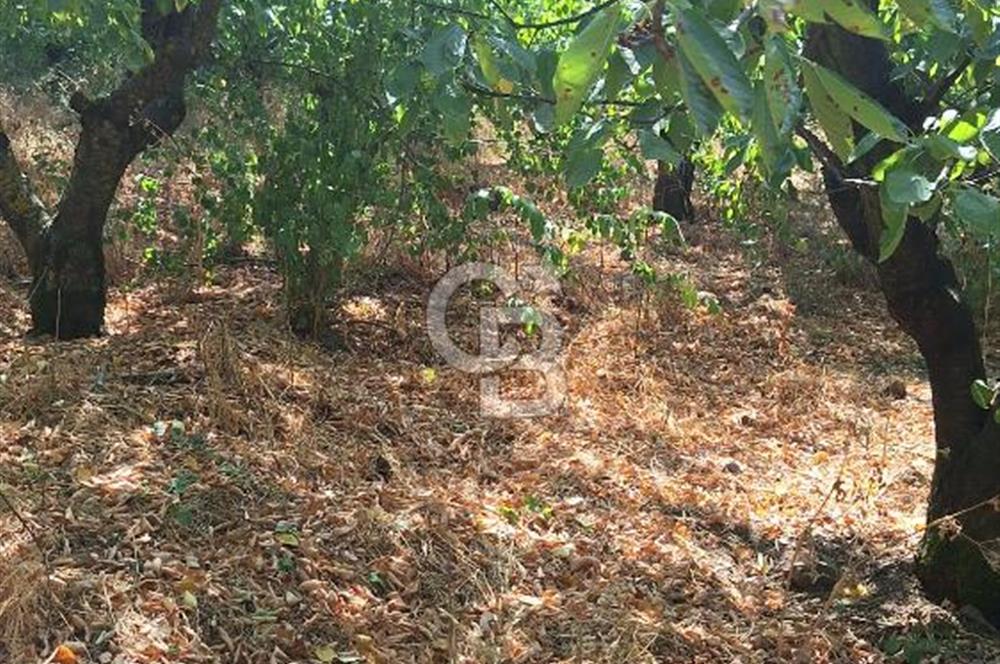 Bayındır Alankıyı Köyünde Meyve Ağaçlı Keyifli Satılık Bahçe