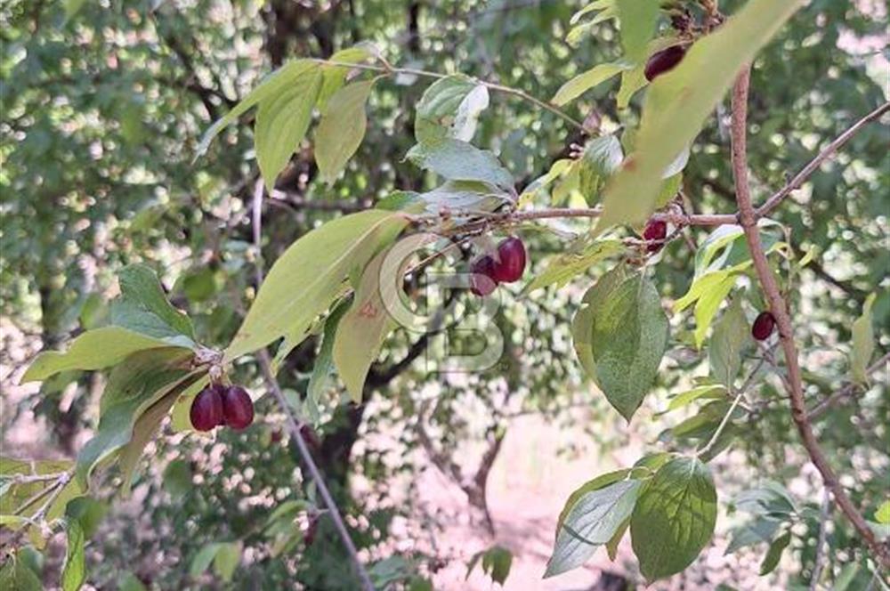 Bayındır Alankıyı Köyünde Meyve Ağaçlı Keyifli Satılık Bahçe