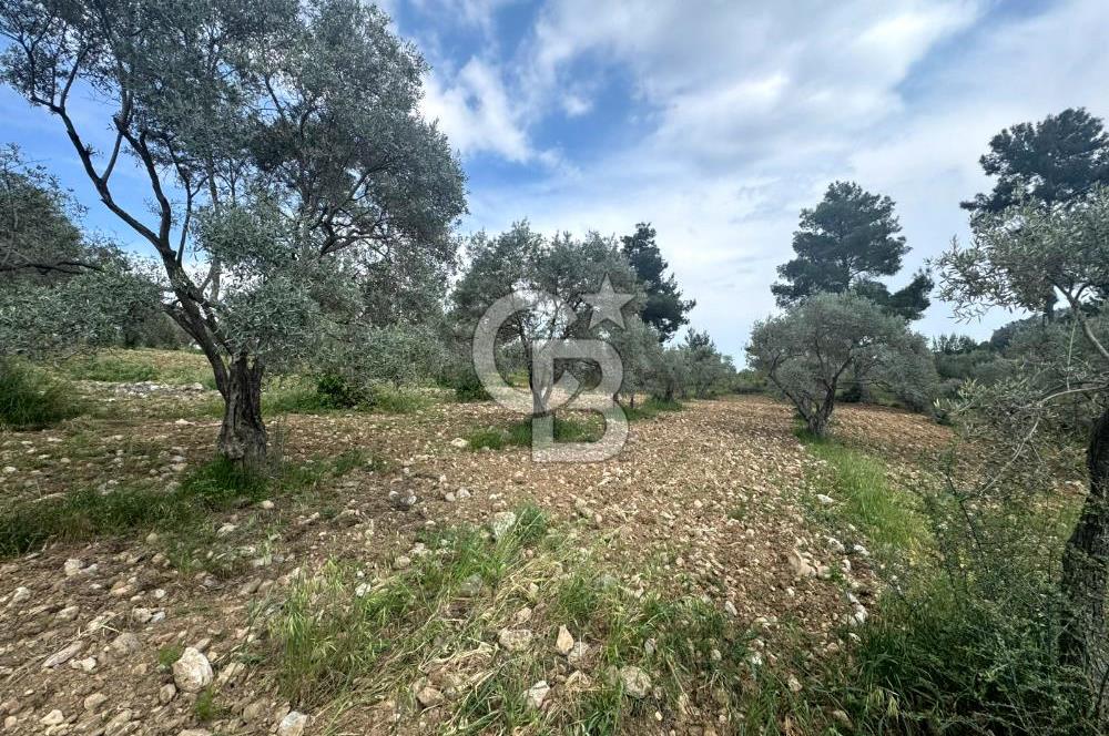 Buca Kırklar Köy Merkezine Yakın 5840 m² Tek Tapu Satılık Tarla