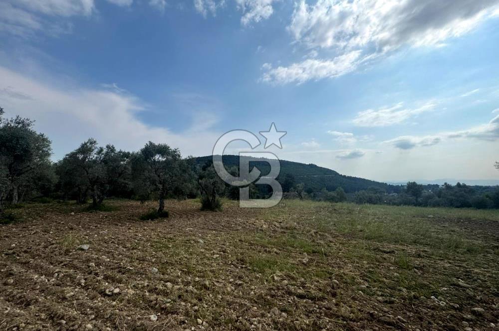 Buca Kırklar Köyünde 7400 m² Manzaralı Tek Tapu Satılık Tarla