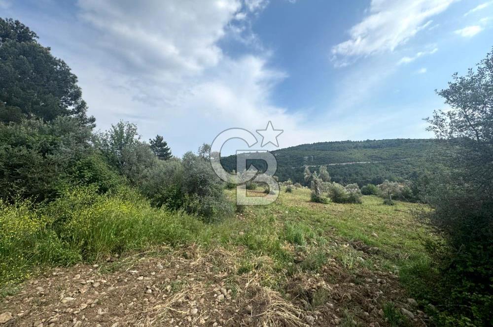 Buca Kırklar Köy Merkezine Yakın 5840 m² Tek Tapu Satılık Tarla