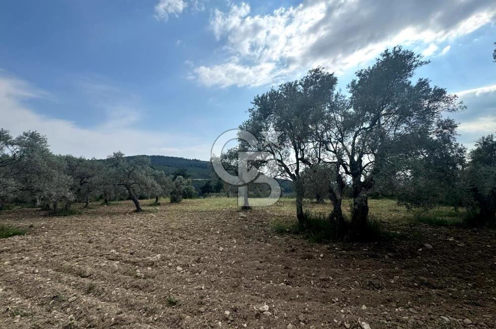 Buca Kırklar Köyünde 7400 m² Manzaralı Tek Tapu Satılık Tarla