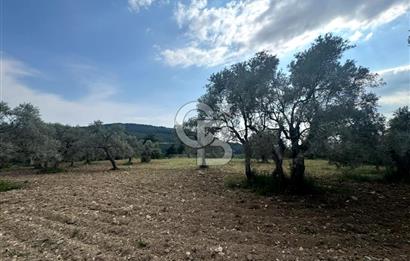 Buca Kırklar Köyünde 7400 m² Manzaralı Tek Tapu Satılık Tarla