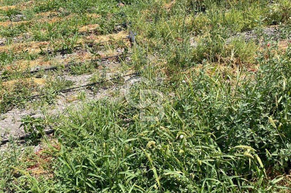 AKHİSAR SÜLEYMANLI 4.300m2 tarla 