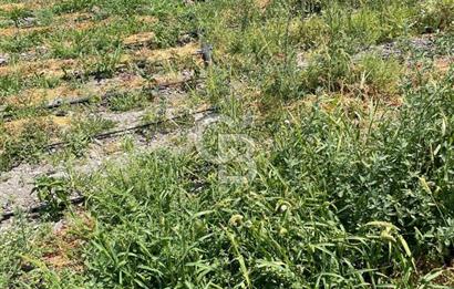 AKHİSAR SÜLEYMANLI 4.300m2 tarla 