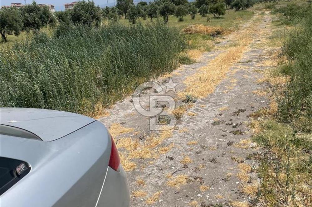 AKHİSAR SÜLEYMANLI 4.300m2 tarla 