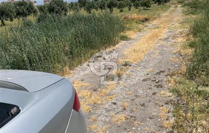AKHİSAR SÜLEYMANLI 4.300m2 tarla 