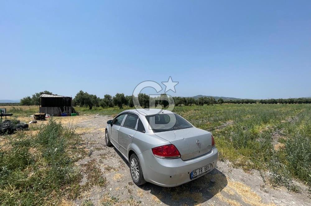 AKHİSAR SÜLEYMANLI 4.300m2 tarla 