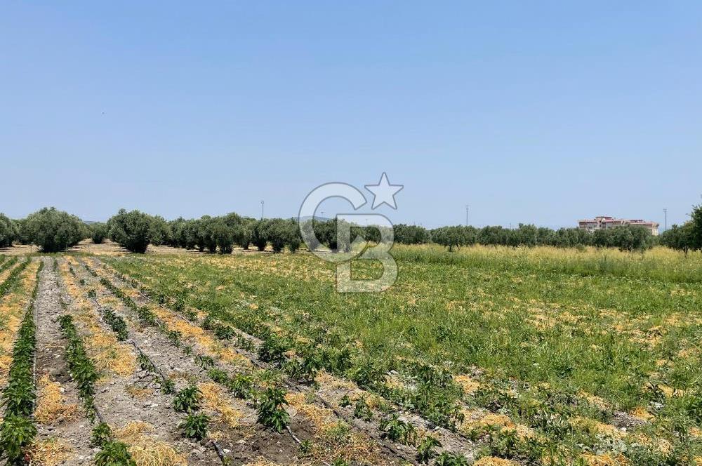 AKHİSAR SÜLEYMANLI 4.300m2 tarla 