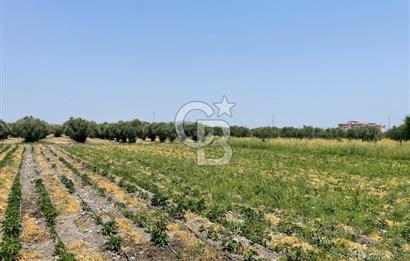 AKHİSAR SÜLEYMANLI 4.300m2 tarla 