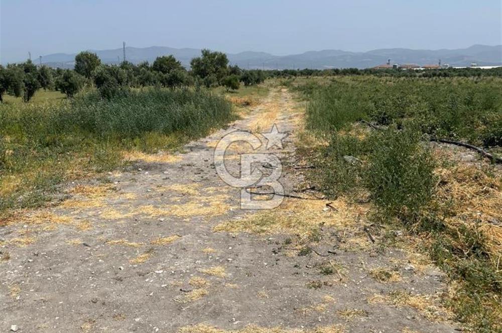 AKHİSAR SÜLEYMANLI 4.300m2 tarla 