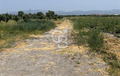 AKHİSAR SÜLEYMANLI 4.300m2 tarla 