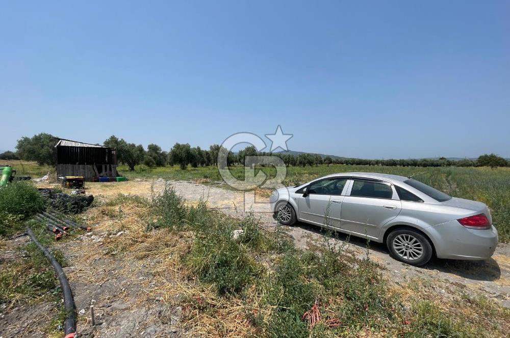 AKHİSAR SÜLEYMANLI 4.300m2 tarla 
