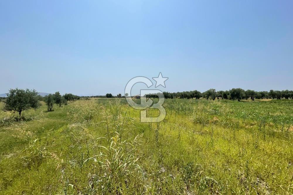 AKHİSAR SÜLEYMANLI 4.300m2 tarla 