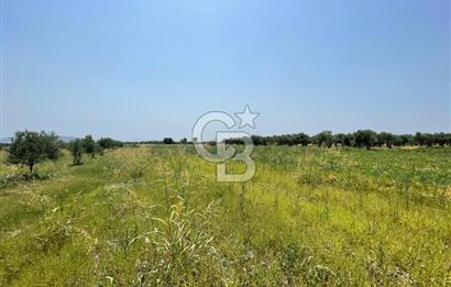AKHİSAR SÜLEYMANLI 4.300m2 tarla 