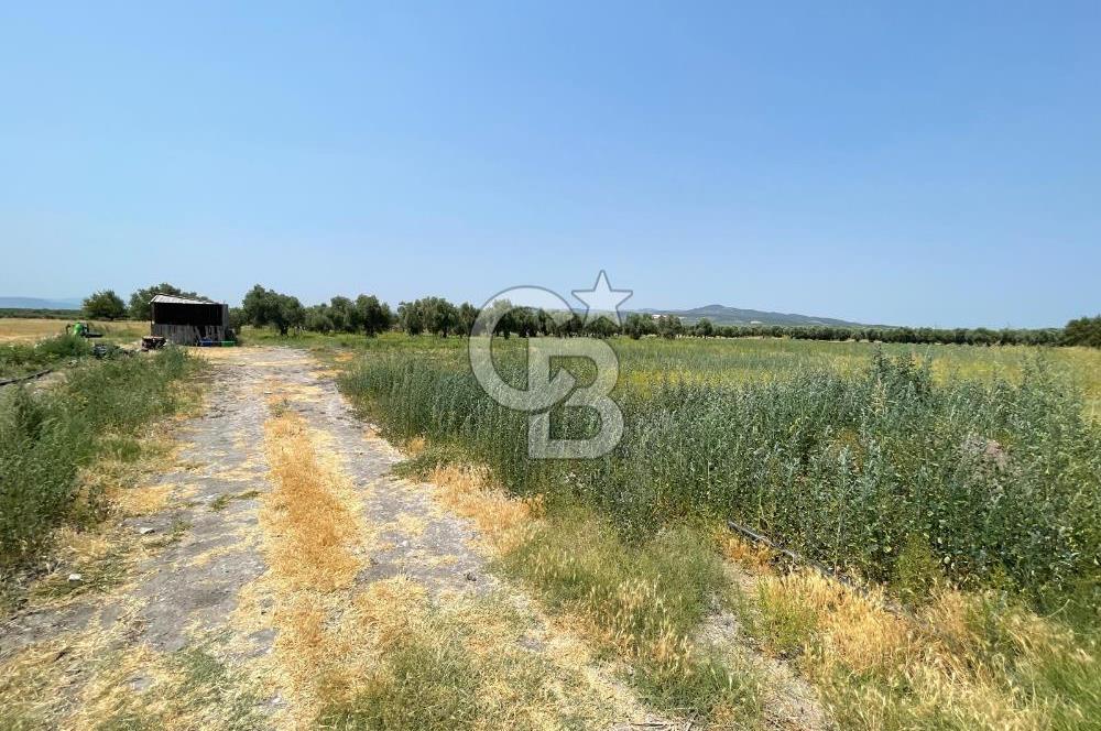 AKHİSAR SÜLEYMANLI 4.300m2 tarla 