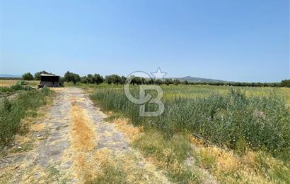AKHİSAR SÜLEYMANLI 4.300m2 tarla 