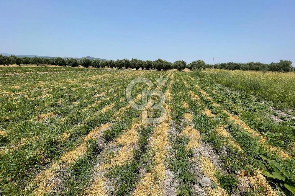 AKHİSAR SÜLEYMANLI 4.300m2 tarla 