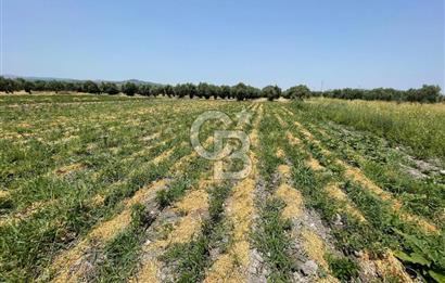 AKHİSAR SÜLEYMANLI 4.300m2 tarla 