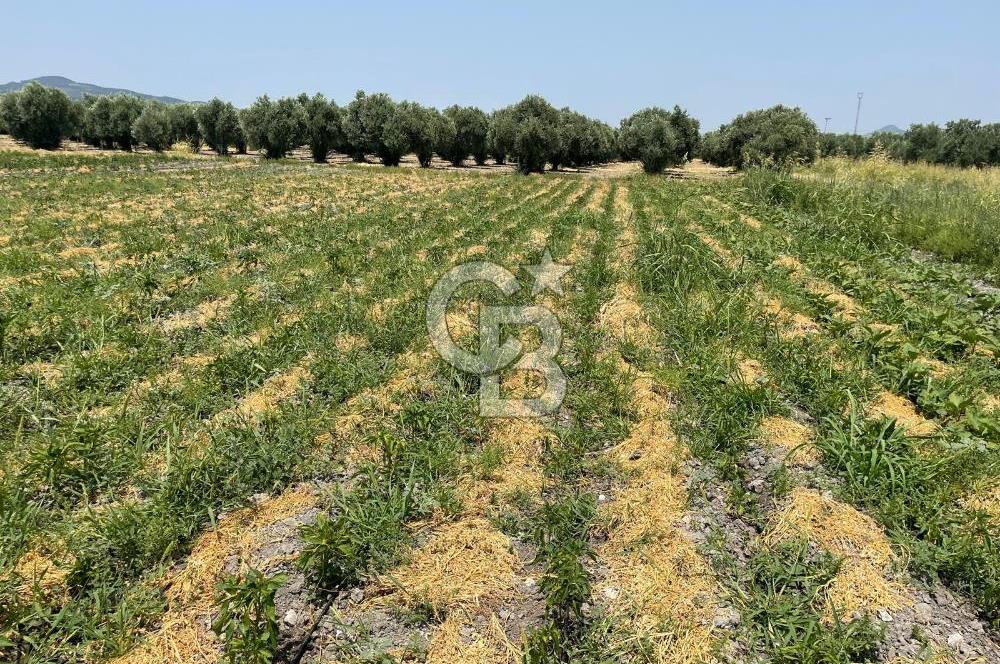 AKHİSAR SÜLEYMANLI 4.300m2 tarla 