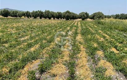 AKHİSAR SÜLEYMANLI 4.300m2 tarla 
