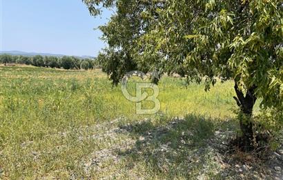 AKHİSAR SÜLEYMANLI 4.300m2 tarla 
