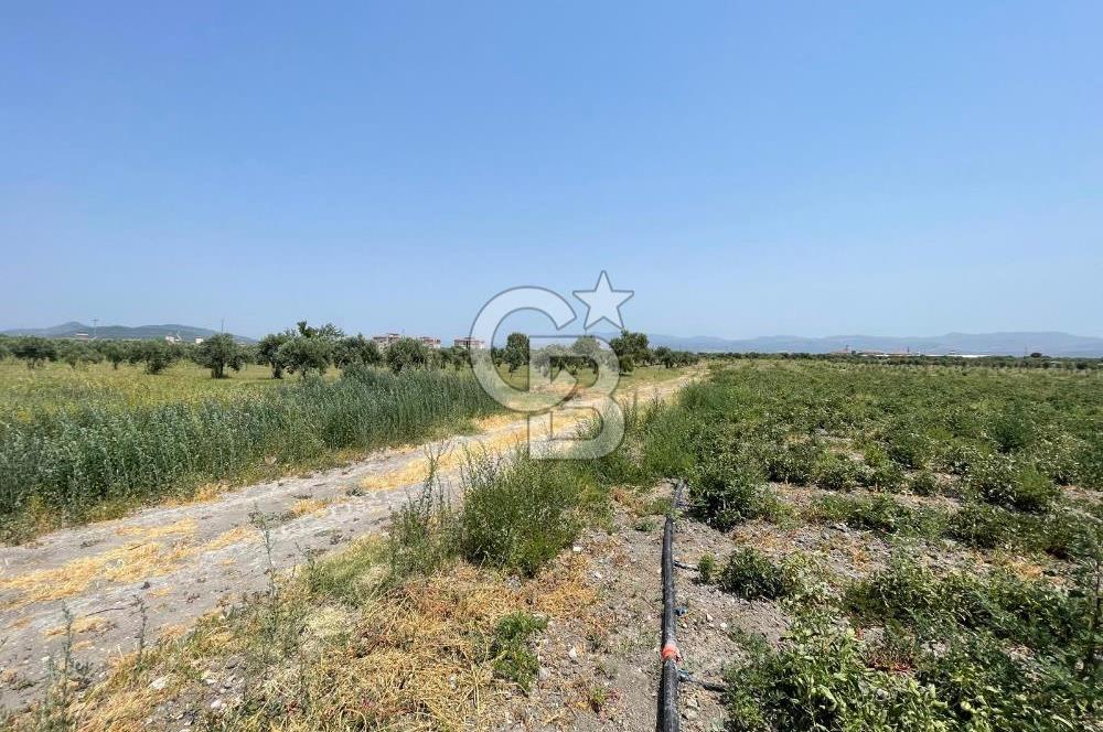 AKHİSAR SÜLEYMANLI 4.300m2 tarla 