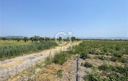 AKHİSAR SÜLEYMANLI 4.300m2 tarla 