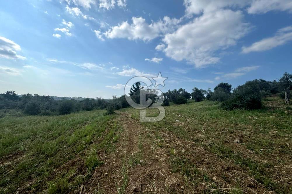 Buca Kırklar Köy Merkezine Yakın 5840 m² Tek Tapu Satılık Tarla