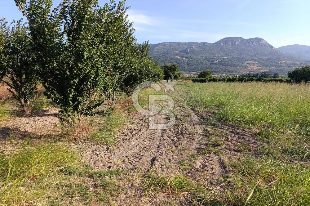 SAKARYA PAMUKOVA CİHADİYEDE 705 M2 SATILIK TARLA