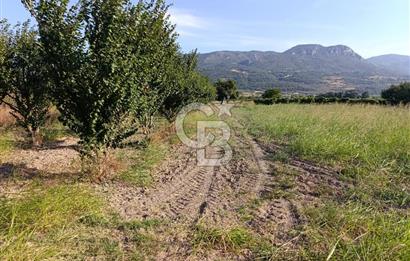 SAKARYA PAMUKOVA CİHADİYEDE 705 M2 SATILIK TARLA