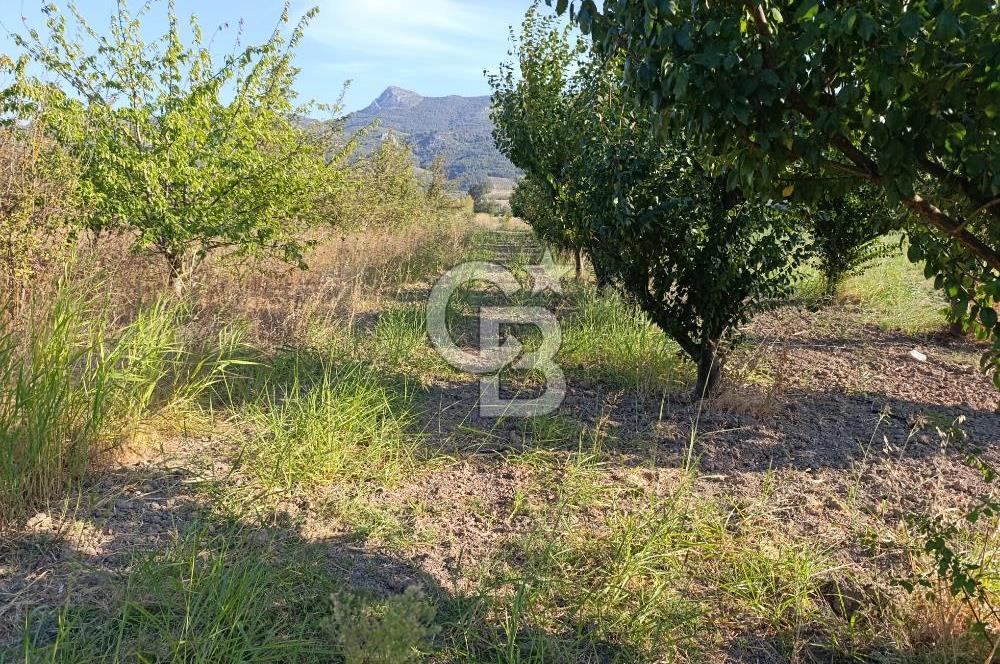 SAKARYA PAMUKOVA CİHADİYEDE 705 M2 SATILIK TARLA