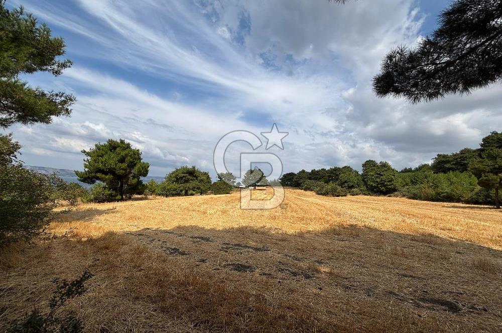ÇANAKKALE MERKEZ YAPILDAK TA SATILIK 281 M2 TARLA