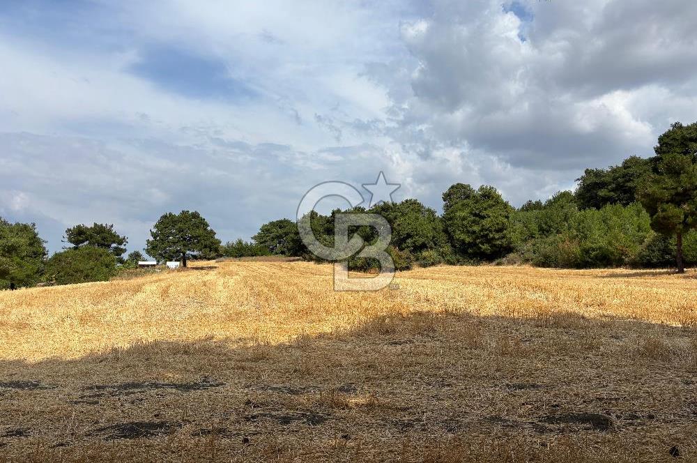 ÇANAKKALE MERKEZ YAPILDAK TA SATILIK 281 M2 TARLA