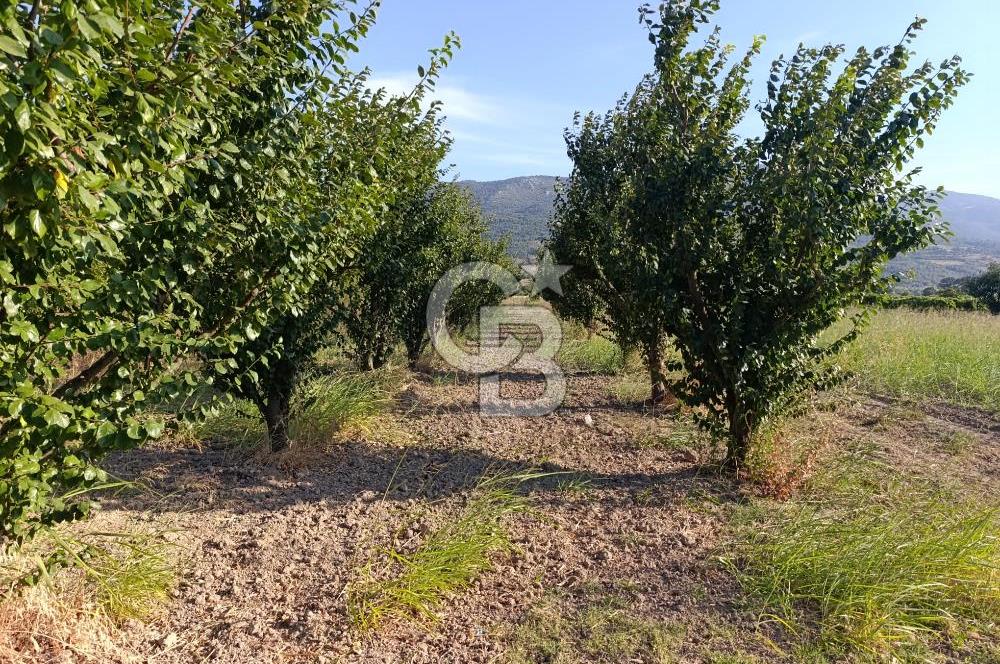 SAKARYA PAMUKOVA CİHADİYEDE 705 M2 SATILIK TARLA