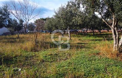BALIKESİR EKİNLİK ADASINDA YAŞLANMAYACAĞINIZ BİR MÜLK&ARAZİ