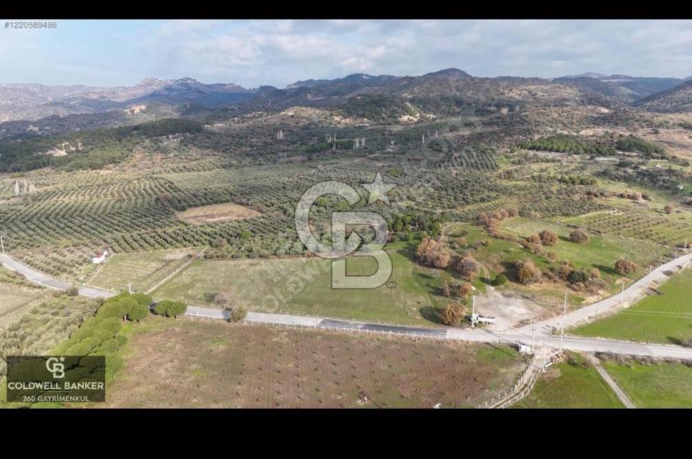 Fırsatı Kaçırmayın! Yatırım İçin İdeal Zeytinlik Satılık