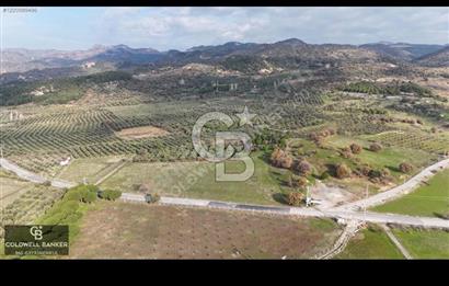 Fırsatı Kaçırmayın! Yatırım İçin İdeal Zeytinlik Satılık