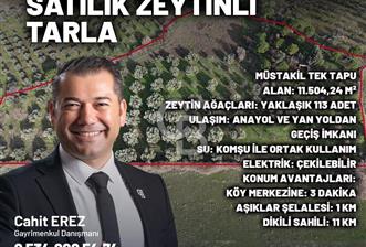 Fırsatı Kaçırmayın! Yatırım İçin İdeal Zeytinlik Satılık