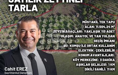 Fırsatı Kaçırmayın! Yatırım İçin İdeal Zeytinlik Satılık
