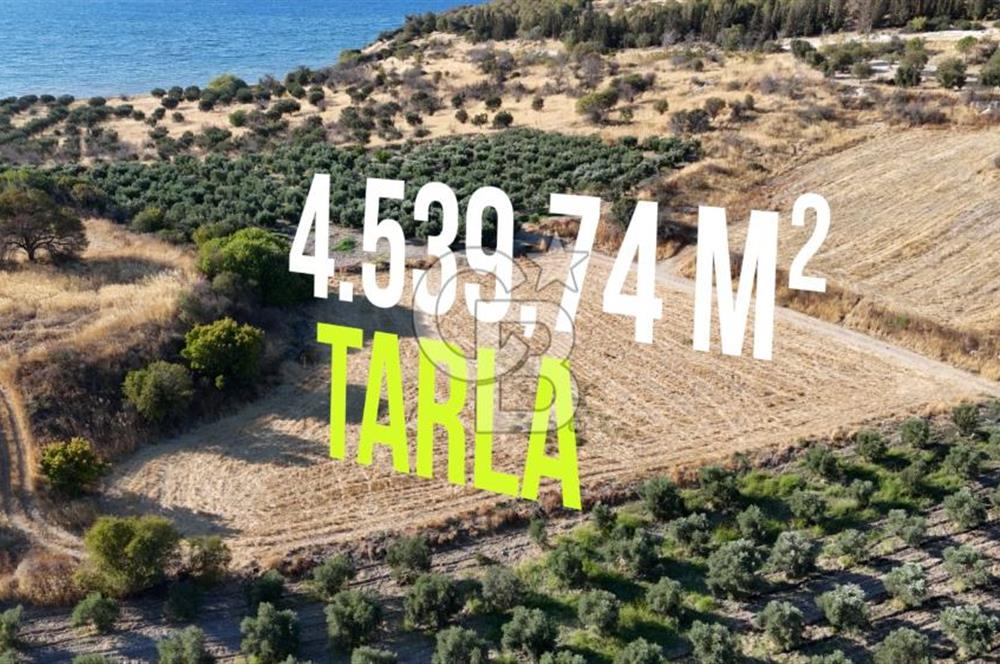ALİAĞA ÇALTILIDERE'DE (4540 M2) SATILIK TARLA