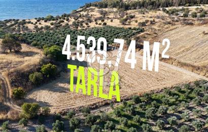 ALİAĞA ÇALTILIDERE'DE (4540 M2) SATILIK TARLA