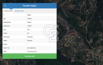 GÖCEK TE MARİNAYA YAKIN ZEYTİNLİK YATIRIM VE YAŞAM FIRSATI