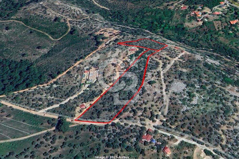 GÖCEK TE MARİNAYA YAKIN ZEYTİNLİK YATIRIM VE YAŞAM FIRSATI