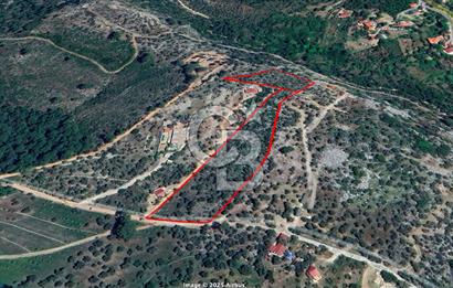 GÖCEK TE MARİNAYA YAKIN ZEYTİNLİK YATIRIM VE YAŞAM FIRSATI